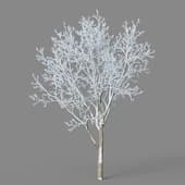 Ulmus pumila 01 03