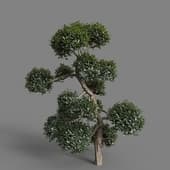 MT PM V77 Phillyrea latifolia 01 04