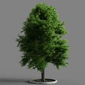 Linden