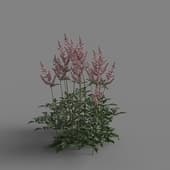 MT PM V65 Astilbe chinensis 01 05