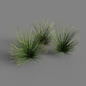 Агава прямая (Agave stricta)