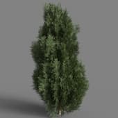 Platycladus orientalis 01 05