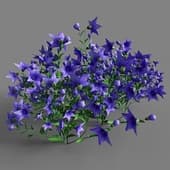 Platycodon grandiflorus 041