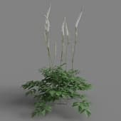 Cimicifuga simplex 05