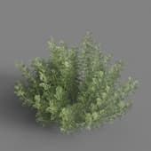 MT PM V60 Artemisia abrotanum 01 03