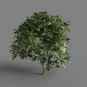 MT PM V58 Aucuba japonica 01 04