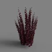 Berberis Тhunbergii Helmond Pillar
