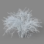 Shrub glauca 01 04