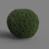 MT PM V28 Golden oriental arborvitae 01 02