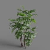 MT PM V80 Rhapis excelsa 01 02