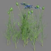 Nigella sativa 01