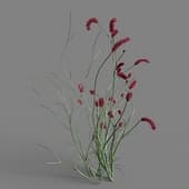 125 Sanguisorba obtusa v2