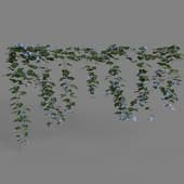 MT PM V68 Ipomoea nil 01 04