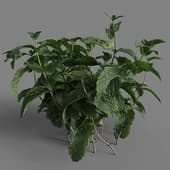 Mentha arvensis 01 02