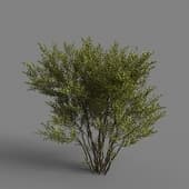 MT PM V85 Ligustrum vulgare 01 03