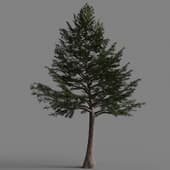 Cedrus libani 58-034
