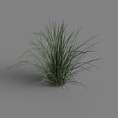 MT PM V69 Juncus effusus 01 04