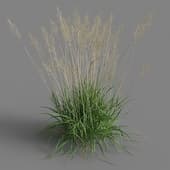 Calamagrostis arundinacea 01 07