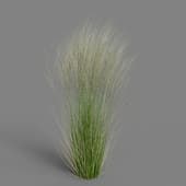 MT PM V55 Stipa tenuissima 01 05