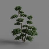 MT PM V28 Ilex crenata 01 04
