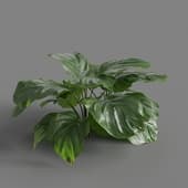 MT PM V62 Calathea orbifolia 01 04