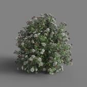 MT PM V60 Viburnum tinus 01 05