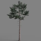 019 Pine