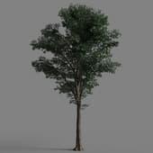 AM 154 059 Tilia 03