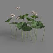 MT PM V69 Nelumbo nucifera 01 04