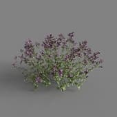 MT PM V65 Origanum vulgare 01 05