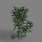 MT PM V65 Crataegus monogyna 01 04