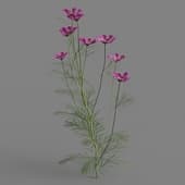 Cosmos bipinnatus 03