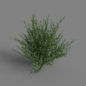 MT PM V28 Golden privet 01 01