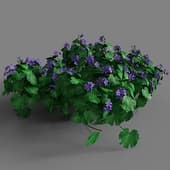 Geranium Patricia 025