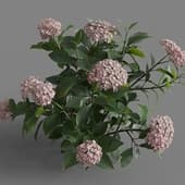 MT PM V70 Hydrangea macrophylla Crimson 01 01