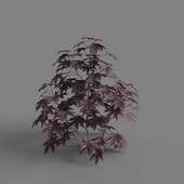 MT PM V66 Ricinus communis 01 05