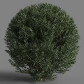 Platycladus orientalis 03 02