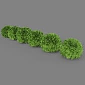 Thuja Danica
