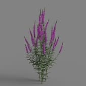 MT PM V66 Lythrum salicaria 01 01