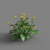 MT PM V65 Caltha palustris 01 01