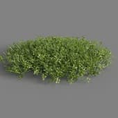 MT PM V83 Micranthemum umbrosum 01 01
