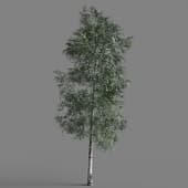 009 Ulmus