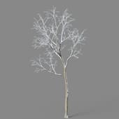 Alnus cremastogyne 01 05