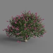 MT PM V67 Lagerstroemia indica 01 05